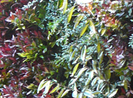 Giardino verticale – Brescia – Casa privata