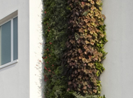 Giardino verticale Centro Salus – Vicenza