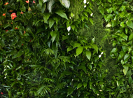 Giardino verticale showroom Sedus – Milano
